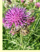 Василек луговой (Centaurea jacea L.) Василек луговой (Centaurea jacea L.)